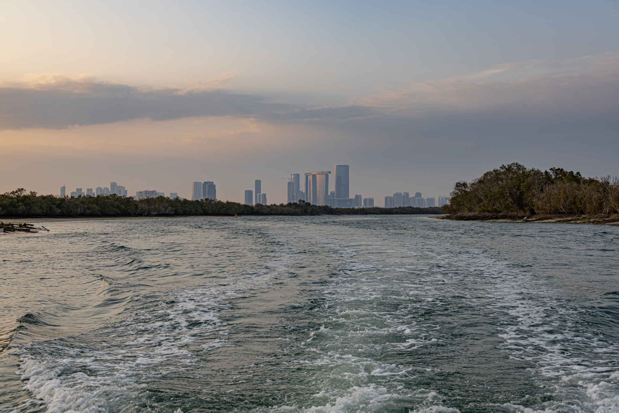 mangrove-6.png mangrove-6.png